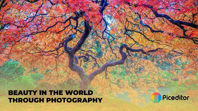 Beauty in the world through photography